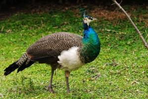 peacock in chengdu panda base